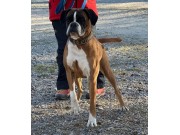 Farsund 22.04.2023 - Birkeboxer Othello - Rallylydighet kl 2. - 3.premie 161 poeng