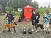 Norsk Boxerklubb avd Trøndelag sin spesialutstilling 02.07.2022 - Presentasjon av vinnere 