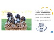 Velkommen til Telemarks boxerspesialutstilling med valpe show, lørdag 27.08.2022