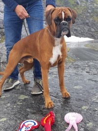 Birkeboxer Edgar cert