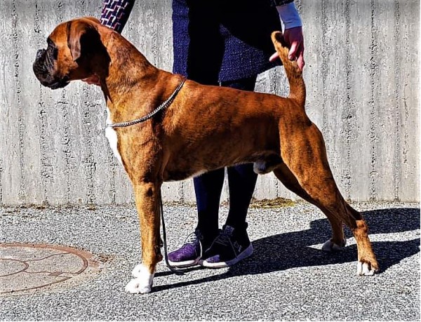 Rexob Trick or Treat -Edgar